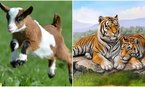 Đầu năm 2024, 4 con giáp sẽ 'đánh bại' khó khăn, đạt được những thành tựu lớn trong công việc