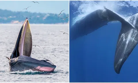 Cá voi xanh thải 2 tấn phân mỗi ngày, được coi là ‘báu vật’ của biển cả