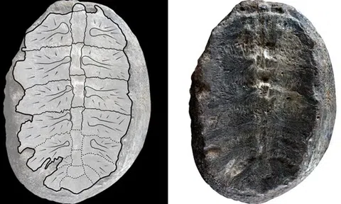 Sự thật về hóa thạch thực vật cổ đại được thu thập 50 năm trước, hóa ra không phải thực vật