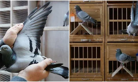 Chú chim bồ câu phá kỷ lục thế giới: Giá bằng 1 căn biệt thự, có vệ sĩ riêng, mới chỉ 2 tuổi