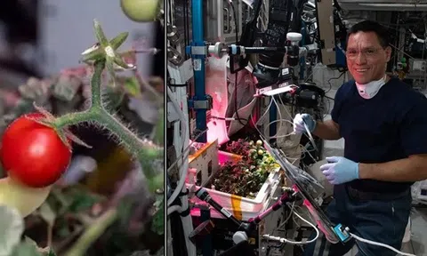 Các phi hành gia của NASA tìm thấy quả cà chua bị thất lạc trong không gian sau 8 tháng