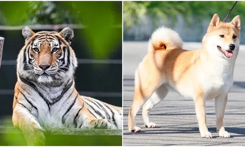 Bắt đầu từ ngày mai 10/12, 4 con giáp gặt hát tài lộc, phú quý đủ đường, phát tài bậc nhất