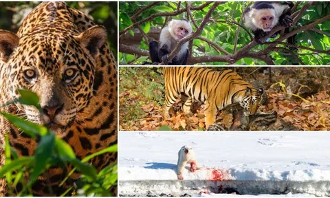 12 loài sinh vật ‘tàn ác’ nhất thế giới, ăn thịt đồng loại để tồn tại