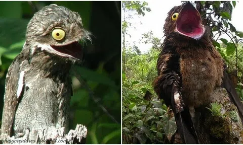 Loài chim có ngoại hình xấu xí được mệnh danh ‘xứ giả địa ngục’, nỗi ám ảnh của người dân địa phương