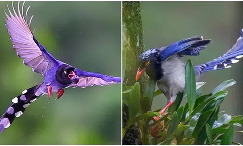 Loài chim sặc sỡ bậc nhất Việt Nam, nguồn cảm hứng cho nhiều tác phẩm văn học và nghệ thuật