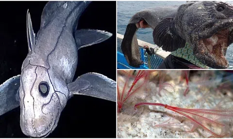 Top những sinh vật quái dị hiếm thấy ở dưới đáy đại dương, ai nhìn cũng phải hoảng sợ