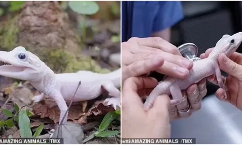 Loài cá sấu quý hiếm nhất thế giới có đôi mắt xanh như pha lê và vảy màu trắng