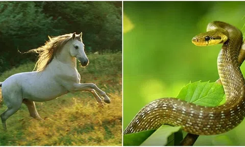 Cuối tháng 12 đến đầu tháng 1 là thời điểm ‘vàng’ của 3 con giáp này: Vận may đến không thể cản