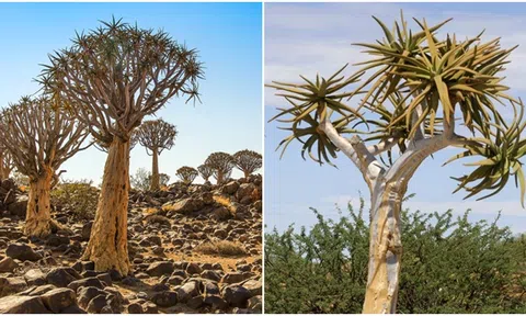 Rừng cây lộn ngược kì lạ nhất thế giới, được ví quý như kim cương