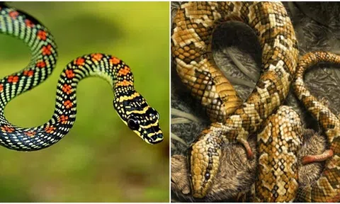 Tại sao tổ tiên của loài rắn lại trải qua 26 lần tiến hóa khó khăn và mất đi đôi chân?