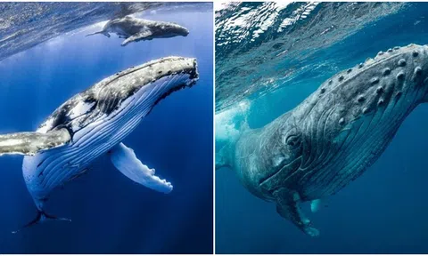 Con người trò chuyện với cá voi lưng gù để tìm hiểu cách giải thích các tín hiệu ngoài trái đất