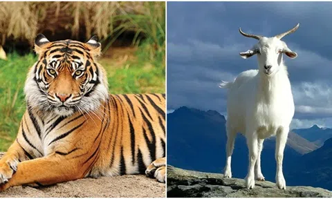 Trong hai ngày tới, vận may của bốn con giáp này sẽ bùng nổ, dễ gặp được tình yêu đích thực