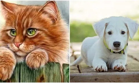 Từ 18/12 đến 29/12 con giáp này sẽ tràn đầy tài lộc, phát tài nhất 12 con giáp