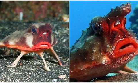 Loài cá hiếm có ngoại hình kì lạ, sở hữu đôi môi đỏ như thiếu nữ khiến ai cũng sửng sốt