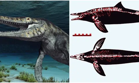 Hóa thạch ‘rồng xanh’ 72 triệu năm tuổi được khai quật ở Nhật Bản, không giống bất kì loài sinh vật nào khác