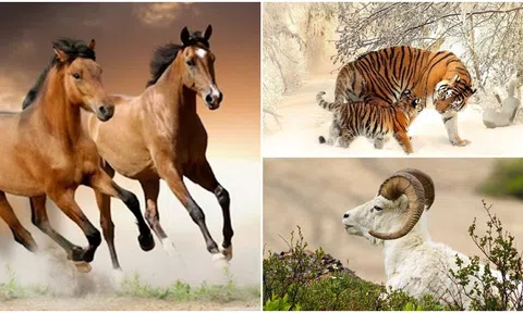 Trong 12 ngày tới, sự giàu có của 4 con giáp này sẽ bùng nổ, của cải tự động lăn vào cửa