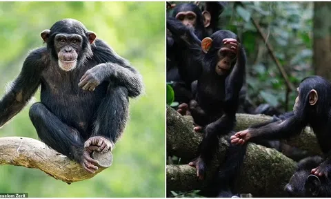 Không chỉ cá heo, vượn có thể ghi nhớ gương mặt đến 25 năm thậm chí không bao giờ quên