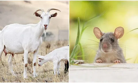 Từ tháng 1/2024, thần tài ghé thăm phát lộc cho 4 con giáp, tiền bạc đầy túi trả hết nợ nần