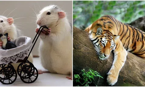 Tuần tới, 4 con giáp sẽ dễ dàng kiếm được nhiều tiền, đón những cơ hội mới và bùng nổ tài lộc