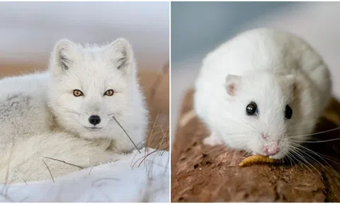 6 loài động vật cực đặc biệt có thể biến đổi màu sắc vào mùa đông