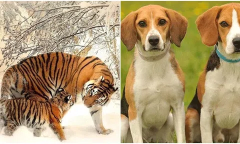 4 con giáp đạp trúng mỏ vàng, may mắn ngập tràn vào 7 ngày cuối tháng 12 Dương lịch