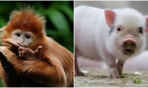 1 tháng trước Tết Nguyên Đán, 4 con giáp có cát tinh phù trợ, vận may bùng nổ, làm giàu dễ như ăn kẹo