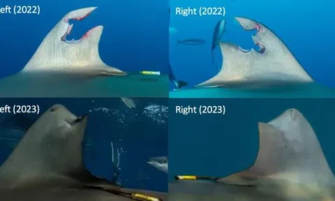 Loài cá mập thứ 2 trong lịch sử mọc lại vây lưng sau khi bị con người cắt đứt 1 khúc