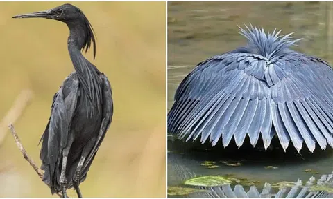 Loài chim có cách săn mồi độc đáo nhất: Biến đôi cánh thành chiếc ô khiến con mồi ‘sập bẫy’
