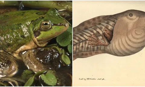 Kinh ngạc nòng nọc khổng lồ biến thành ếch tí hon: Kích thước lớn gấp 3 lần khi trưởng thành