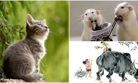 3 con giáp ‘giàu ngầm’, bên ngoài giản dị bên trong nhiều tiền