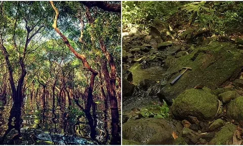 Phát hiện khu rừng đã biến mất 22 triệu năm trước, có nhiều loài chưa từng thấy trên Trái đất
