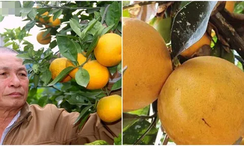 Loại cam nổi tiếng ở Việt Nam xưa dùng để ‘tiến vua’, nay bán 100.000đ/quả vẫn cháy hàng