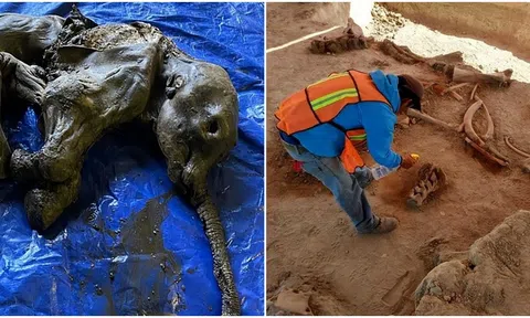 Kinh ngạc khi phát hiện hài cốt động vật 40.000 năm tuổi trong lớp băng vĩnh cửu