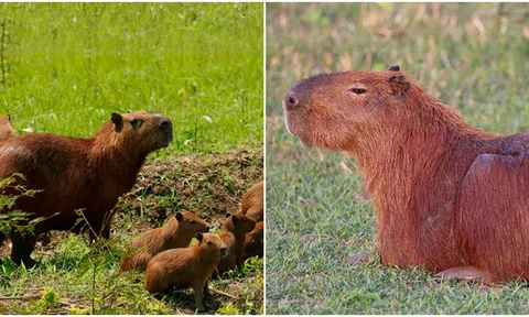 Loài chuột lớn nhất thế giới, có khối lượng bằng con lợn, được nuôi như thú cưng