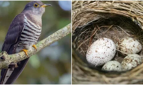 Loài chim có nhiều tên gọi nhất Việt Nam: Tiếng kêu kì lạ gây nhầm lẫn
