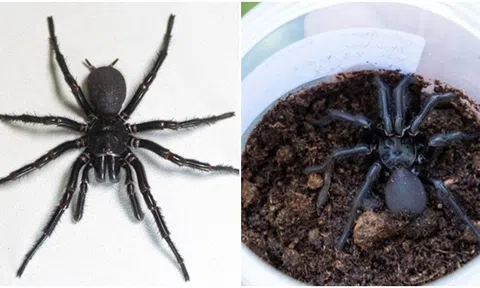 Phát hiện con nhện đực độc và lớn nhất thế giới có thể gây chết người trong tíc tắc