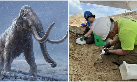 Phát hiện chiếc ngà voi ma mút khổng lồ và hoàn chỉnh nhất ở khu khai thác than