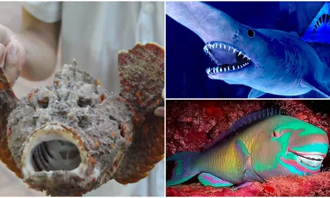 Những loài cá kì dị nhất hành tinh: Có loài bắn ra luồng điện chết chóc, có loài có hàng nghìn chiếc răng