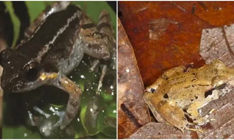 Phát hiện chú ếch nhỏ nhất thế giới có răng nanh, được sử dụng như 1 loại ‘vũ khí’