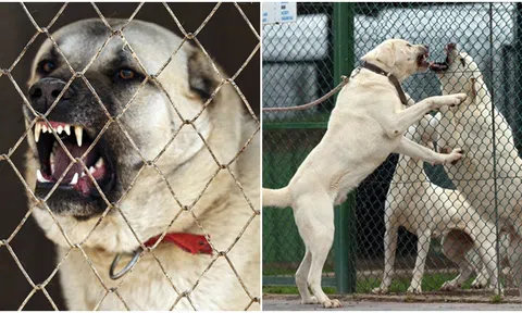 Loài chó mạnh ngang sư tử là ‘khắc tinh’ của loài sói, được in hình trên tiền của 1 quốc gia