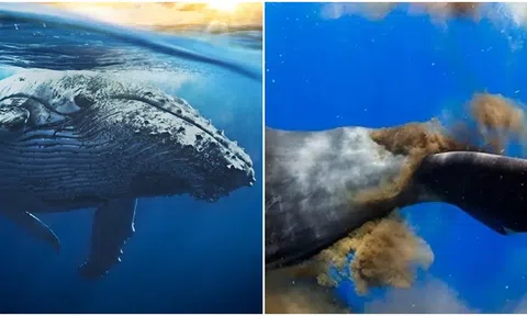 Sốc: Phân cá voi xanh xuất hiện kim cương, điều gì đã tạo nên hiện tượng bất ngờ này?