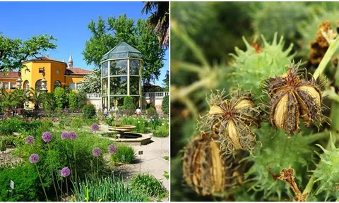 Bên trong khu vườn ‘độc’ bậc nhất thế giới: Có hơn 100 loài cây kịch độc, có thể giết người, chớ dại động vào