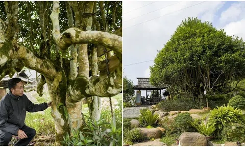 Cây chè shan tuyết cổ thụ 500 tuổi đẹp nhất Việt Nam, trả 6 tỷ đồng nhưng chủ nhân không bán vì 1 lý do