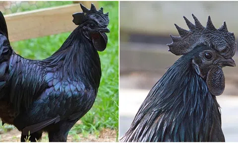 Giống gà mặt quỷ gây sốt Việt Nam, được xem là ‘siêu xe Lamborghini’ của gia cầm: Toàn thân và trứng đều màu đen