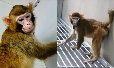 Cứ ngỡ chỉ có trong phim, con khỉ nhân bản đầu tiên trên thế giới sống sót và vẫn khỏe mạnh sau 3 năm