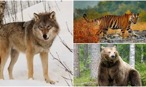 Hổ và gấu đều là loài hung dữ, tại sao sói sợ hổ mà lại không sợ gấu?