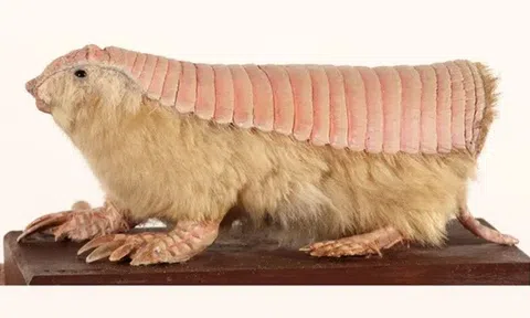 Loài động vật có làn da kép màu hồng kì lạ, chưa từng thấy ở 1 loài động vật nào trước đây