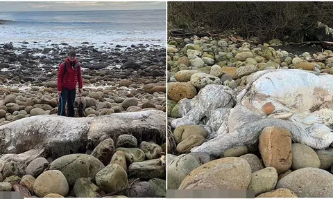 Bí ẩn ‘quái vật không đầu’ to bằng 3 người phụ nữ trôi vào bãi biển khiến người dân hoang mang