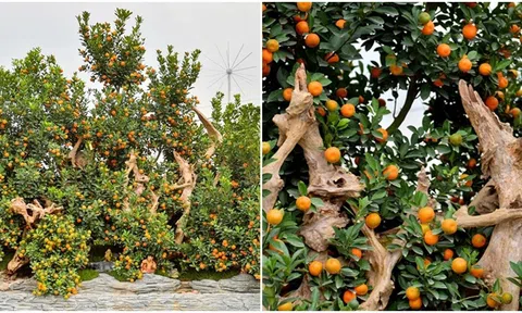 Cặp quất ghép gỗ lũa tuổi đời 10 năm, trị giá 300 triệu đồng ai cũng muốn sở hữu