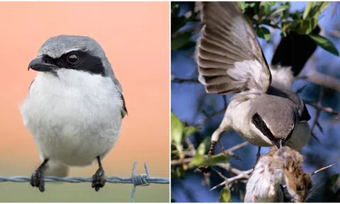 Loài chim ‘đồ tể’ tàn bạo lắc con mồi chấn động đến chết và xiên vào dây thép gai